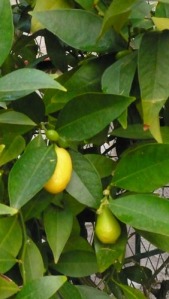 el limonero da dos veces al año, aunque el mío casi todo el año tiene fruto