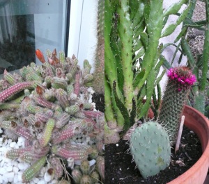 Estas do variedades de cactus ya se han puesto manos a la obra con su floración. No huelen, pero son impresionantes
